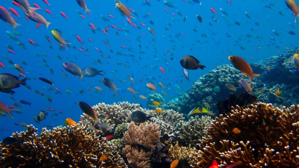 Menjangan Island