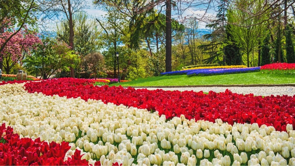 International Istanbul Tulip Festival in turkey