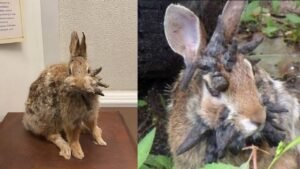 Tentacle Rabbits