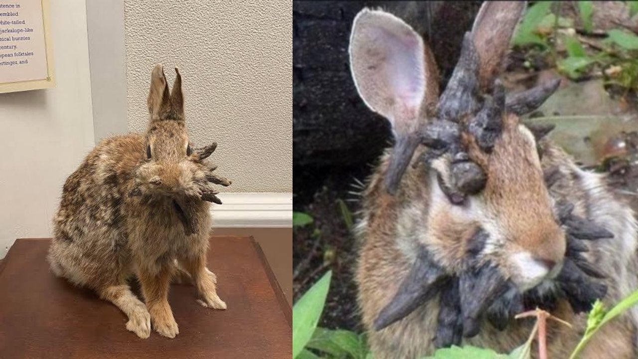 Tentacle Rabbits
